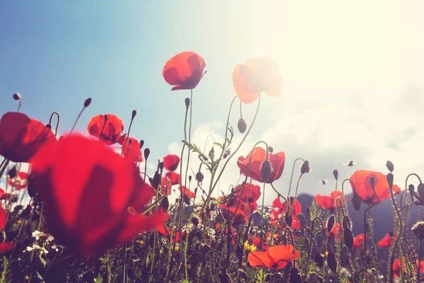 Coquelicots rouges sauvages sur la prairie — Photo