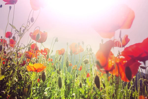 野生的红色罂粟花，在草地上 — 图库照片