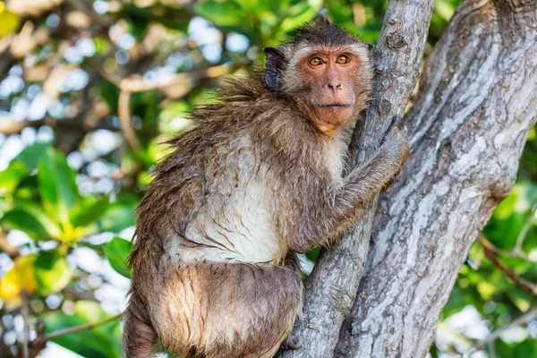 Macaco no templo indonésio — Fotografia de Stock