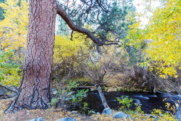 Il torrente foresta in autunno — Foto Stock