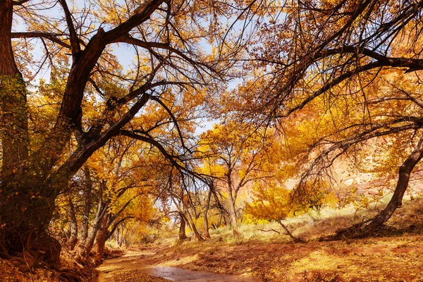 Potok leśny jesienią — Zdjęcie stockowe