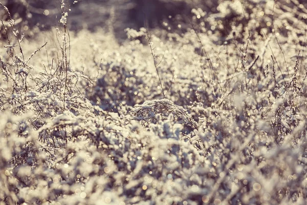 Close-up shot van het bevroren gras — Stockfoto