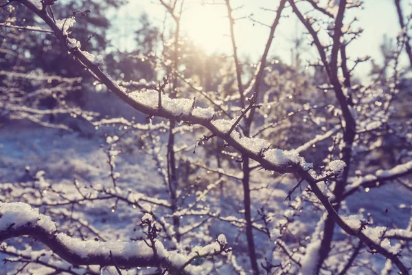 Γραφικό χιονισμένο δάσος — Φωτογραφία Αρχείου