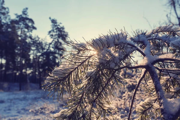 Floresta coberta de neve pitoresca — Fotografia de Stock