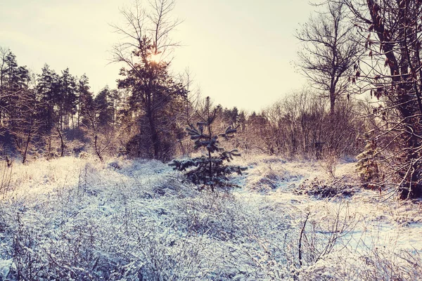 Pintoresco bosque cubierto de nieve — Foto de Stock