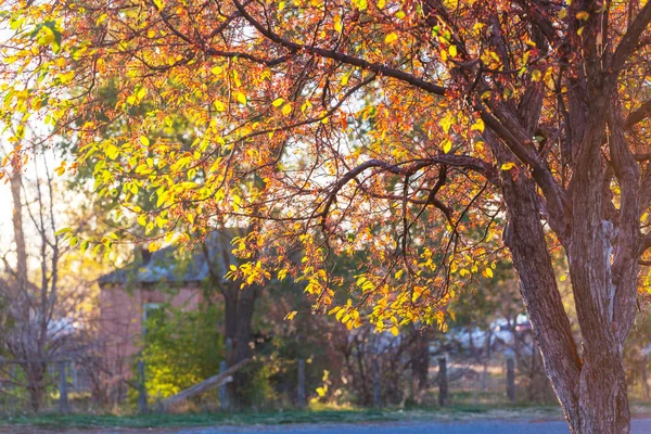 Herbstszene in Gelbtönen — Stockfoto