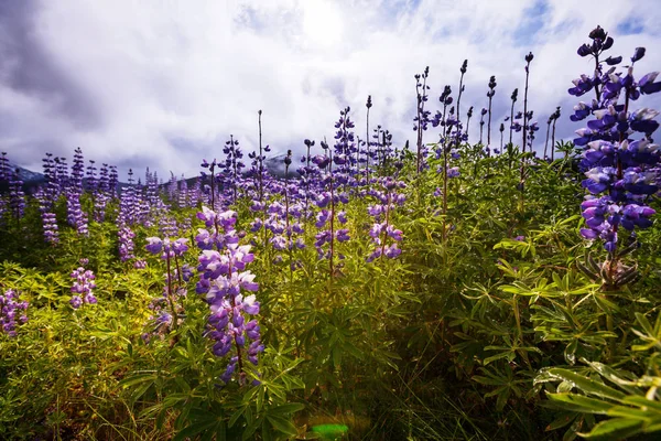 Prado no Alasca com flores — Fotografia de Stock