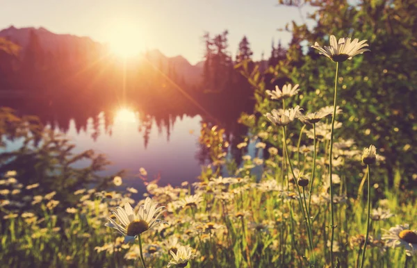 Schilderachtige foto lake — Stockfoto