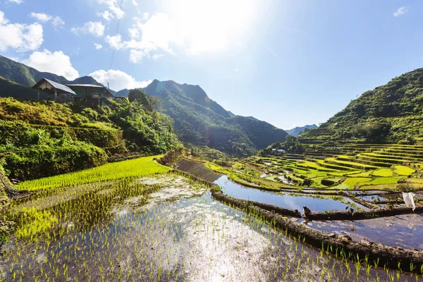 Belos terraços de arroz verde — Fotografia de Stock