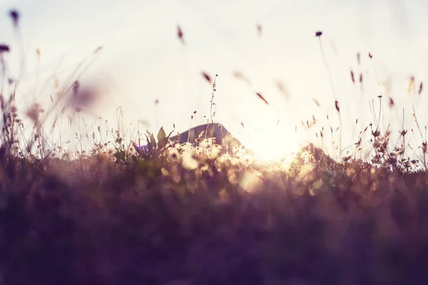 Hari yang cerah di padang rumput — Stok Foto