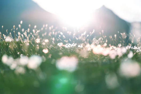 Sunny day on the meadow — Stock Photo, Image