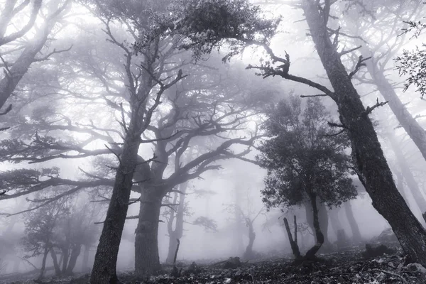 Foresta magica nebbiosa — Foto Stock