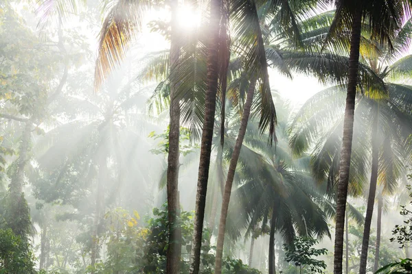 Plantación de palmeras en isla tropical — Foto de Stock