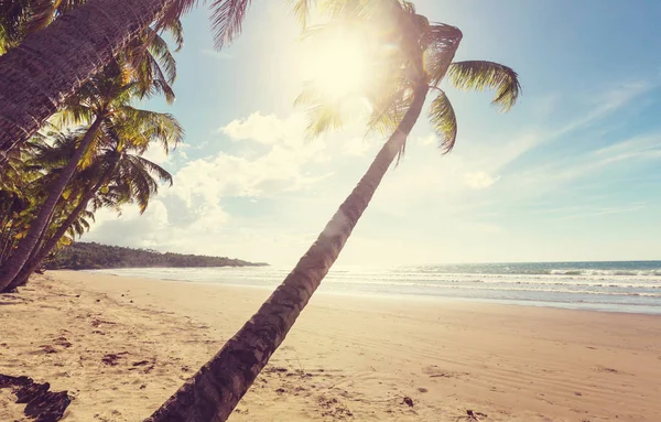 Serenity  tropical beach — Stock Photo, Image