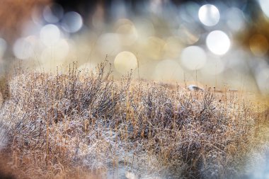 Donmuş geç sonbahar çayır 