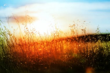 Çayır'ın güneşli günde
