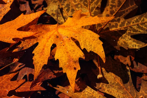 Bunte gelbe Blätter im Herbst. — Stockfoto