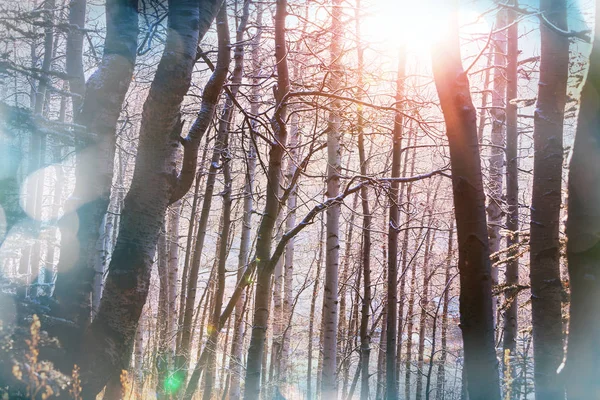 Frysta träd i skogen vinter — Stockfoto