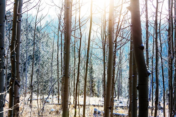 Árboles congelados en el bosque invernal —  Fotos de Stock