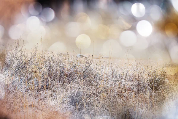 Frozen late autumn meadow — Stock Photo, Image