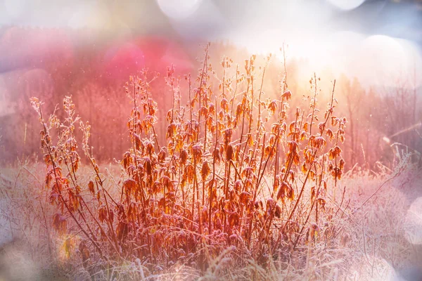 Pradera congelada de finales de otoño — Foto de Stock