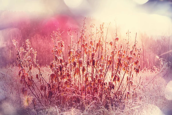 Frozen late autumn meadow — Stock Photo, Image