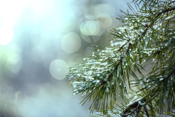 絵のような雪に覆われた森 — ストック写真