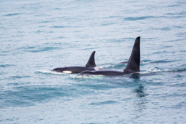 Orca (Baleias Assassinas) no Alasca — Fotografia de Stock