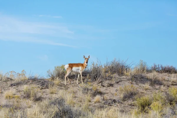 Pronghorn Antilope in amerikanischen Prärie — Stockfoto