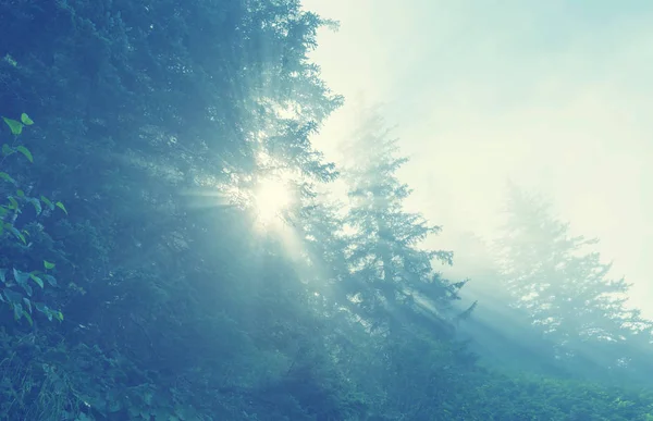 Rayons ensoleillés dans la forêt — Photo