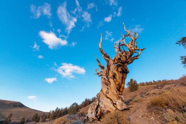 Antik bristlecone çam ağacı  