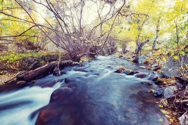 El arroyo del bosque en otoño — Foto de Stock