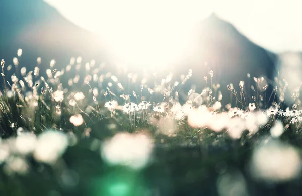 Journée ensoleillée sur la prairie — Photo