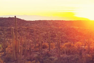 Saguaro Ulusal Parkı