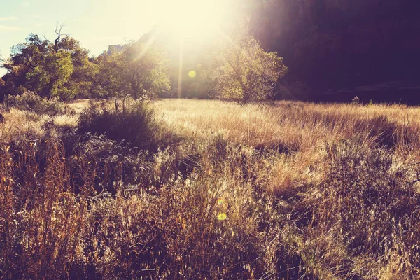 Słoneczna jesień łąka — Zdjęcie stockowe