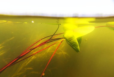 sualtı sahne yaz nehir