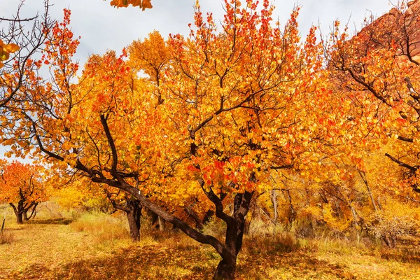 Jardin d'automne orange — Photo