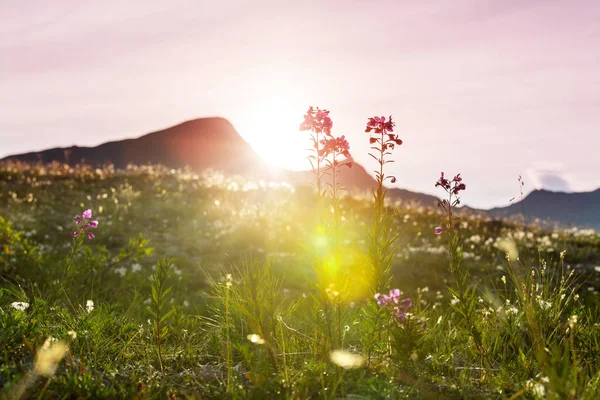 晴れた日の山の牧草地 — ストック写真