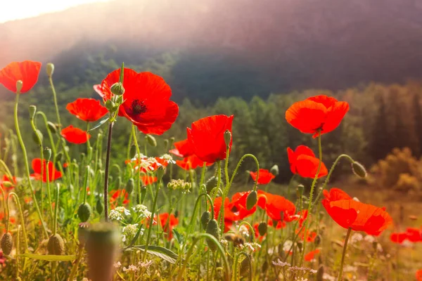 Wilde rode papaver bloemen — Stockfoto