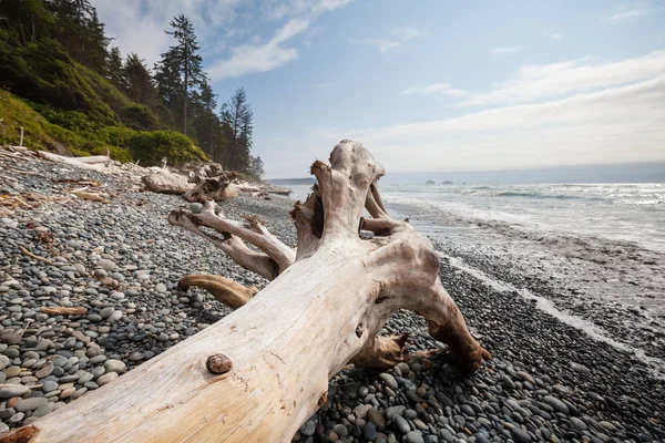 Scenic and rigorous Pacific coast — Stock Photo, Image