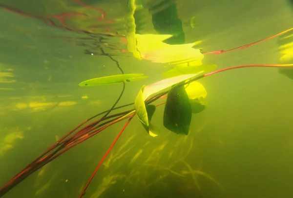 Underwater scene in summer river — Stock Photo, Image