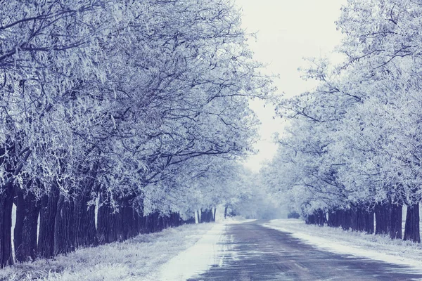 Snow covered alley — Stock Photo, Image