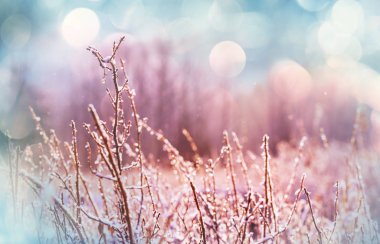 Donmuş geç sonbahar çayır 