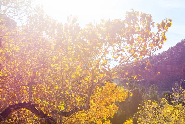Autumn scene in yellow tones — Stock Photo, Image