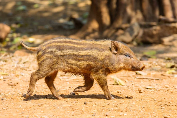 Little Boar with stripes — Stock Photo, Image
