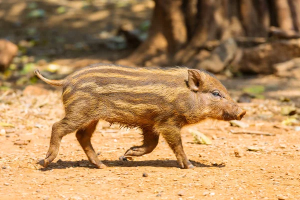 Petit Sanglier à rayures — Photo