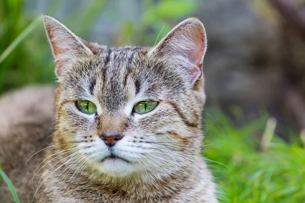 Милий пухнастий кіт — стокове фото