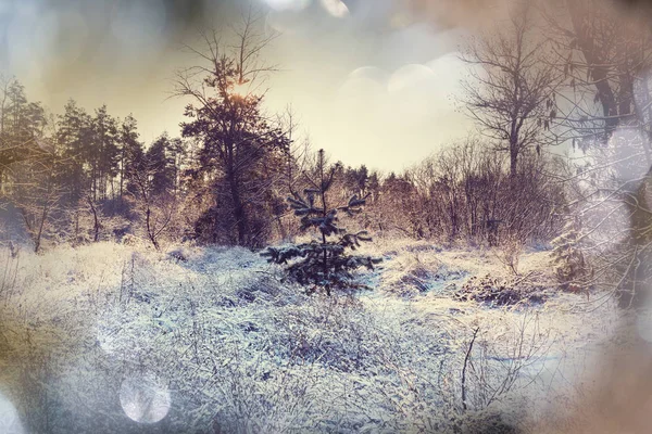 Forêt pittoresque couverte de neige — Photo