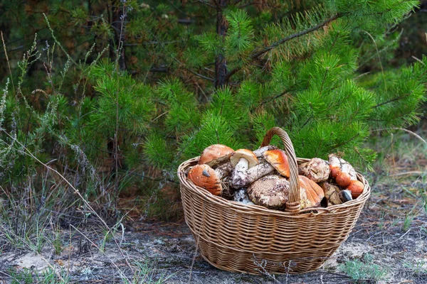 Cogumelos na estação de outono — Fotografia de Stock