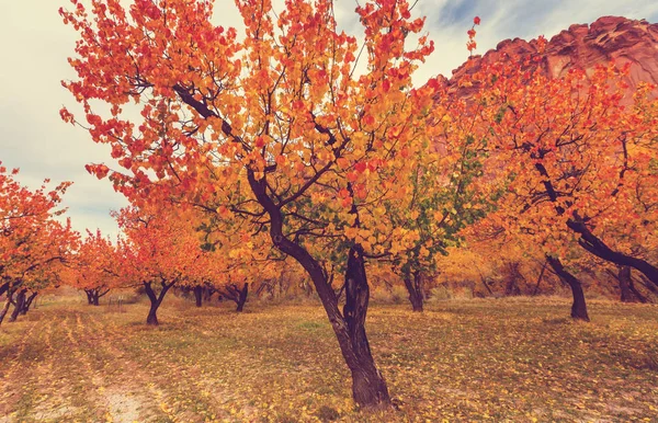 Herbstszene in Gelbtönen — Stockfoto